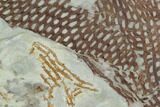 Ordovician Graptolite (Araneograptus) Plate - Morocco #126419-2